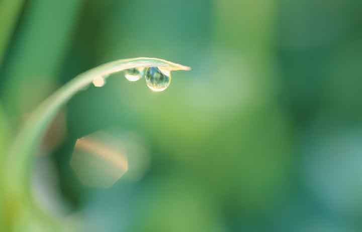 dew drop