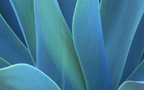 blue flower